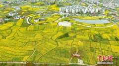 陕西西乡:春漫茶乡花绽 陕西西乡:春漫茶乡花绽